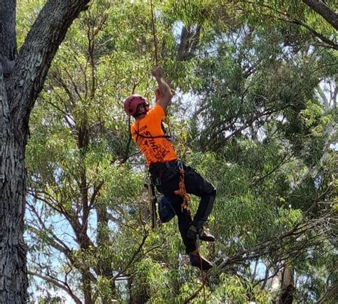 State Tree Climbing Championship coming to Washington Park